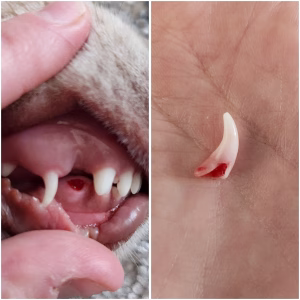 fractura de dinte caine