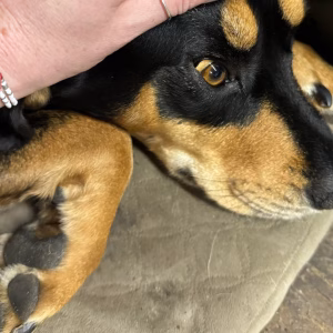 icter caine galben la ochi