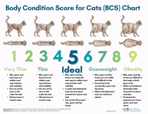 Diagramă de evaluare a condiției corporale la câini (Body Condition Score). Sursă: petobesityprevention.org