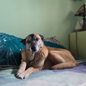 sindrom vestibular caine