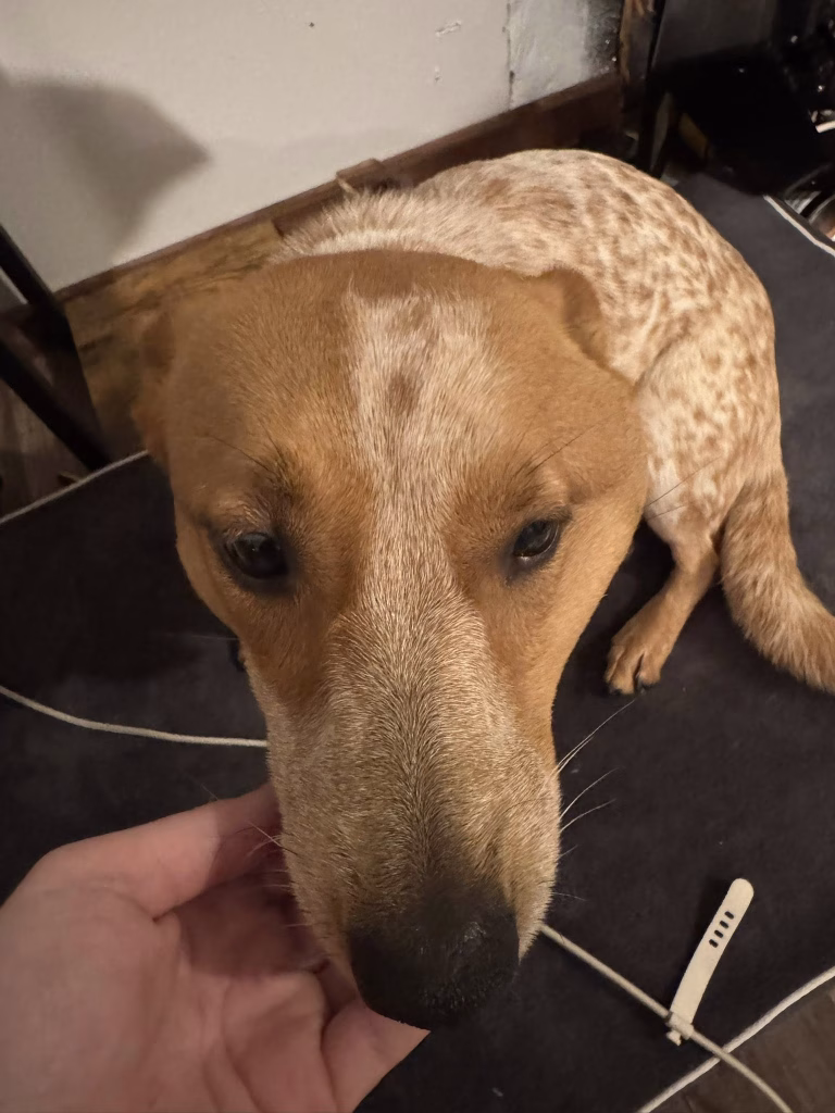 umflatura la bot caine