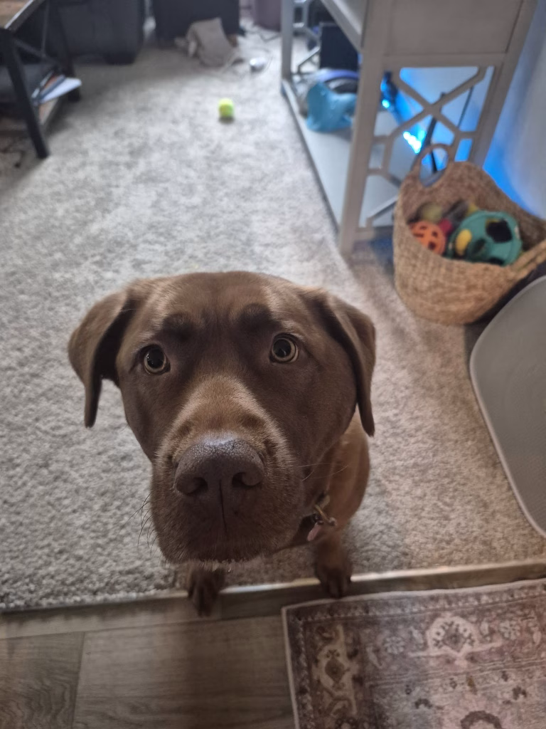 umflatura fata caine