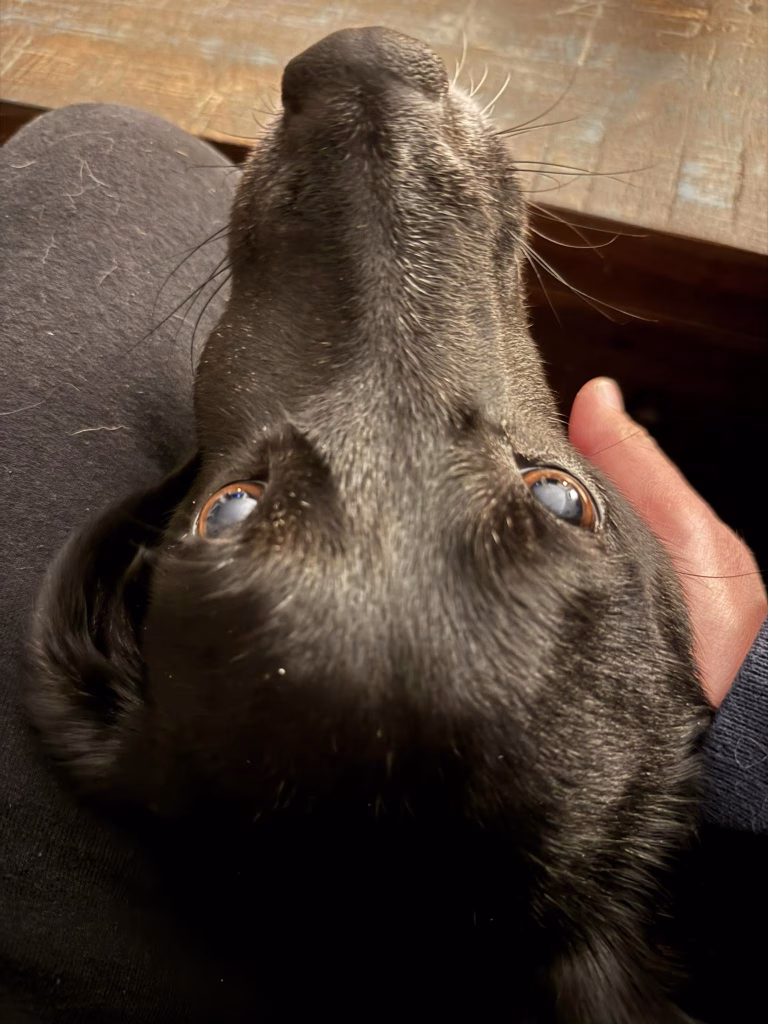 abces dentar caine batran