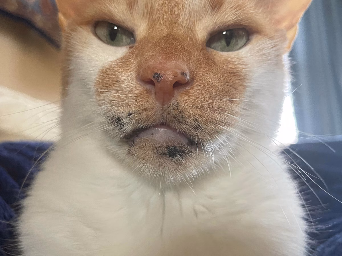 Acnee felină cu puncte negre pe bărbia pisicii