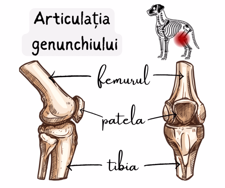 articulatia genunchiului caine