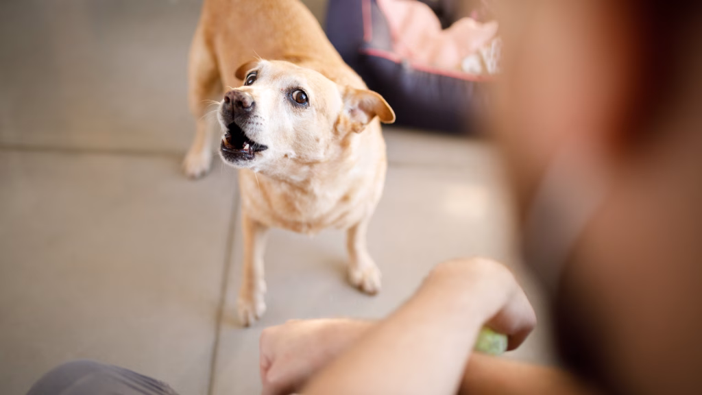 cainele latra excesiv