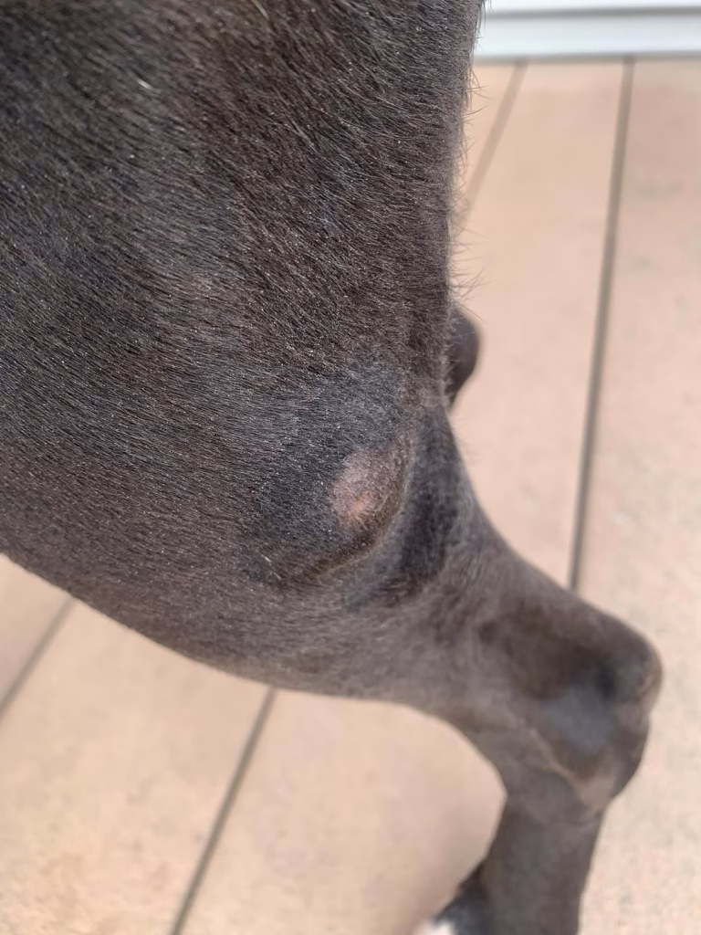 cancer de piele la caini poze