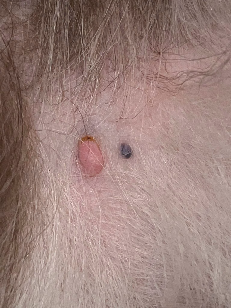 cancer piele la caini poze