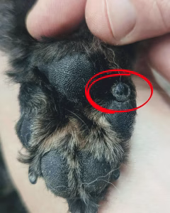 malanom labuta caine