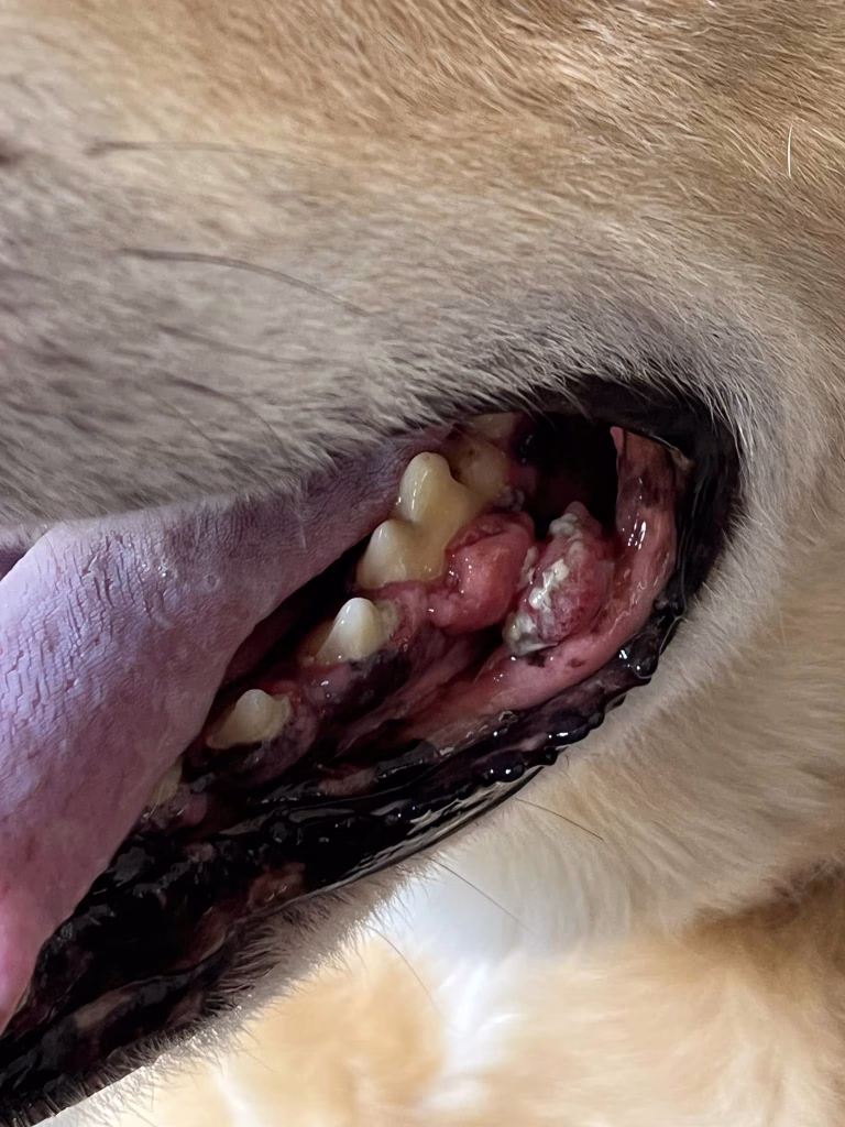 melanom oral caine