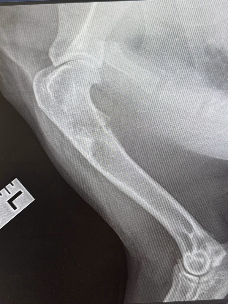 osteosarcom caine cancer os
