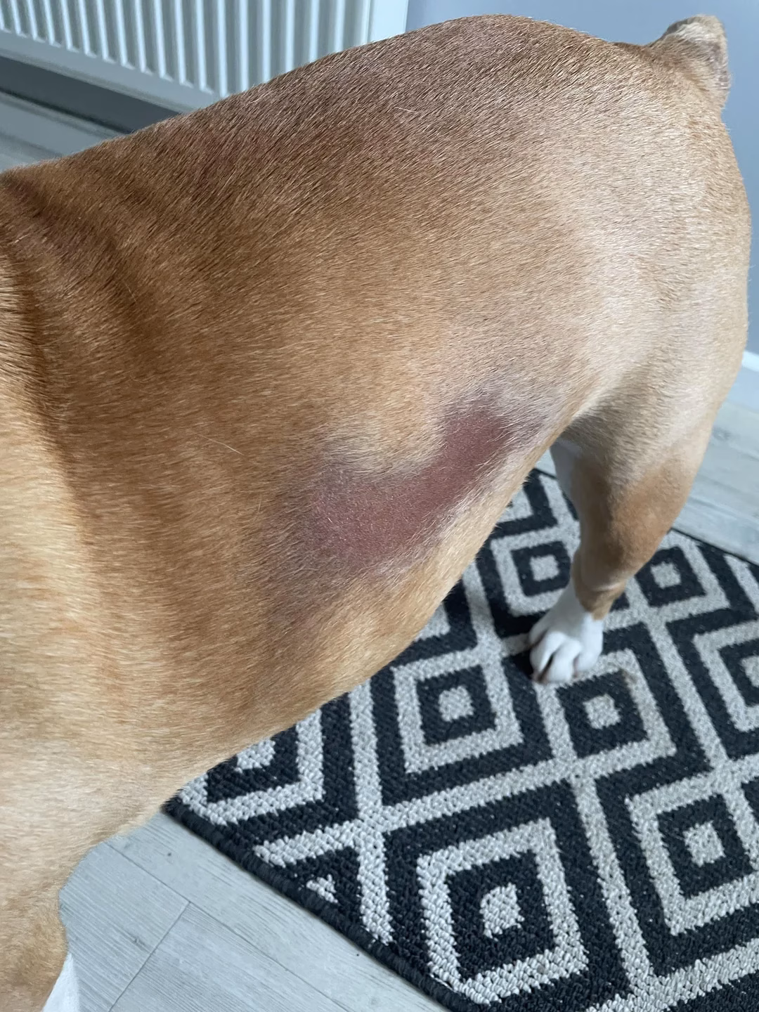 alopecia sezoniera in flanc la caine