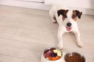 caine cu stomac sensibil