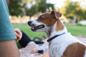 cainele maraie la mancare