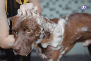 cum alegi un sampon pentru caini