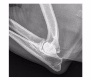 displazie de cot la caine