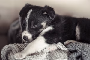 displazie renala la pui de caine