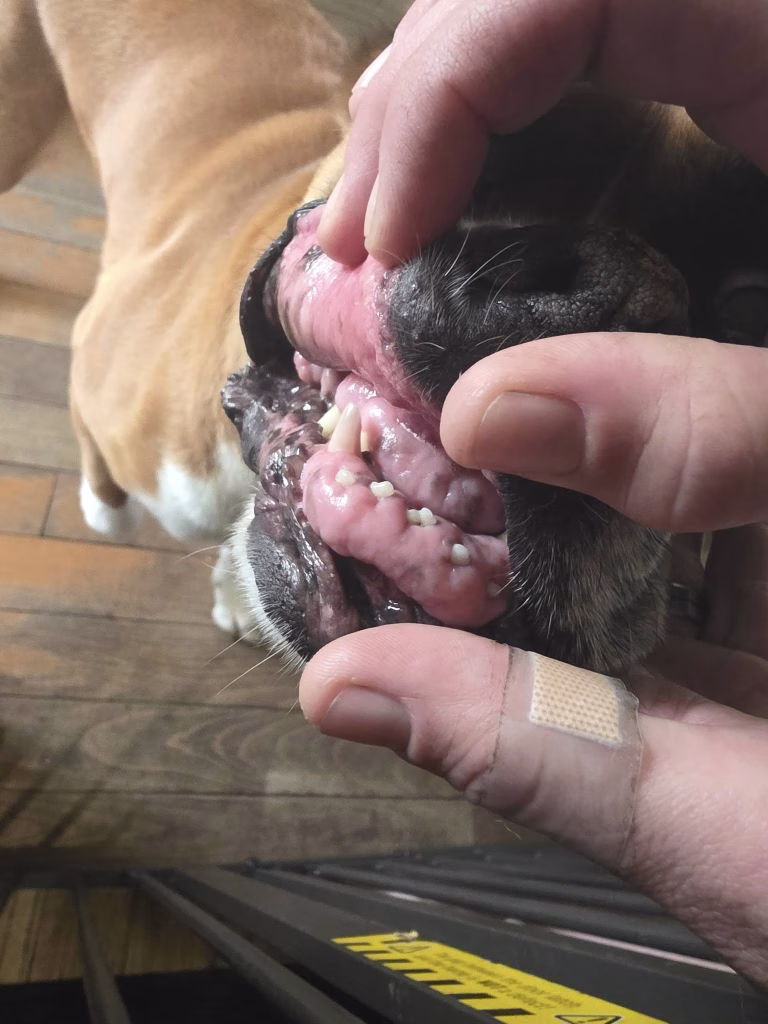 Joyvet – Cabinet Veterinar Sector 3