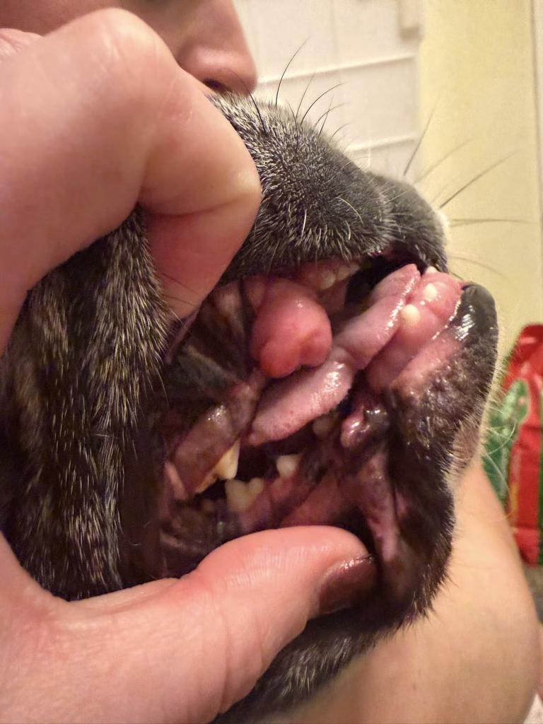 Joyvet – Cabinet Veterinar Sector 3