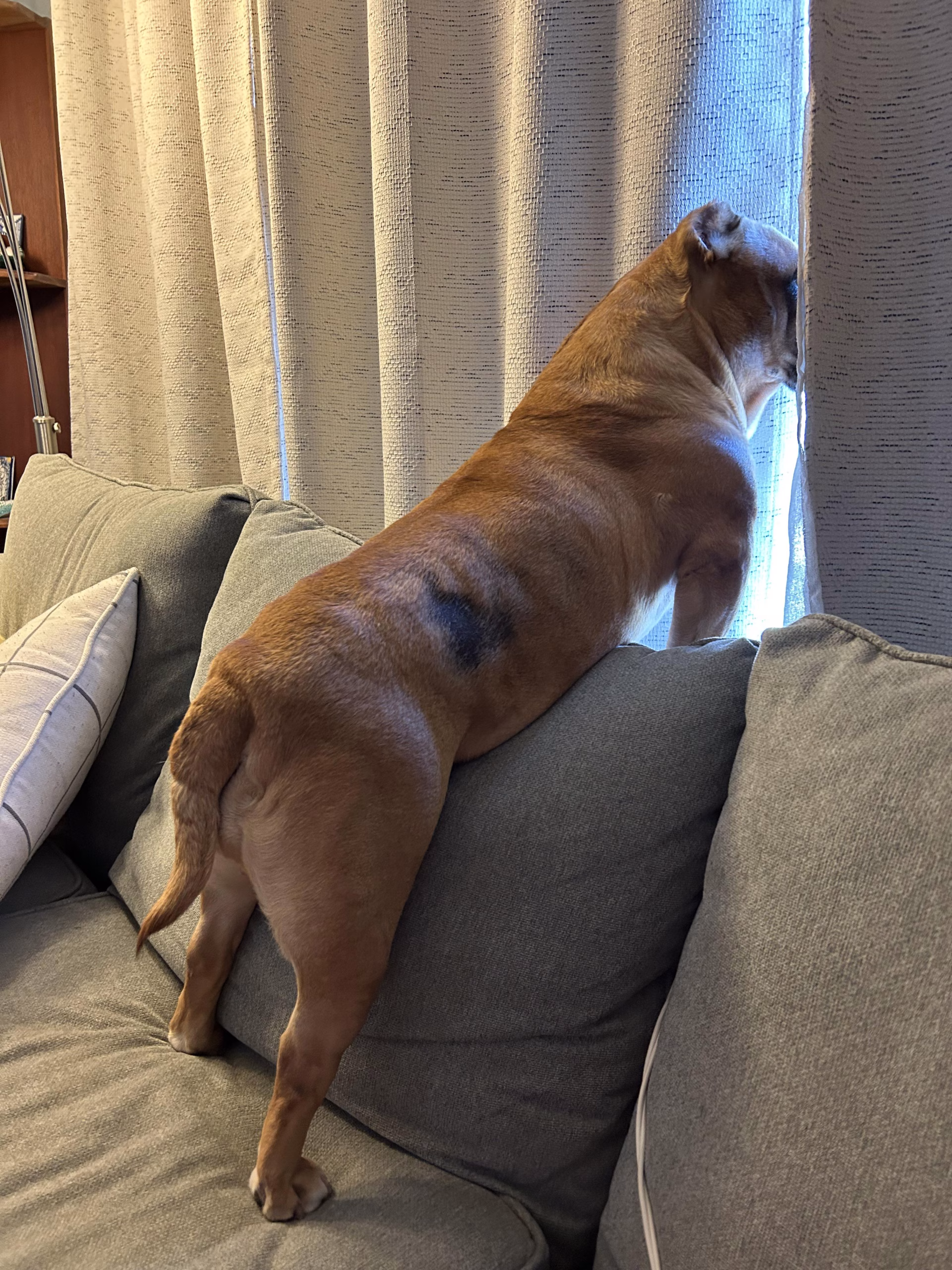 alopecie sezoniera caine