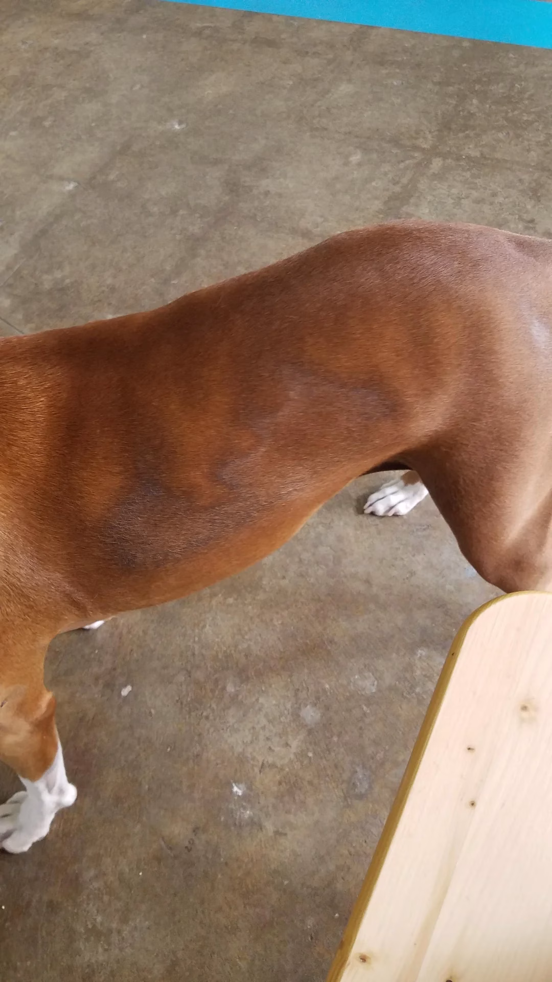 alopecie sezoniera la caini