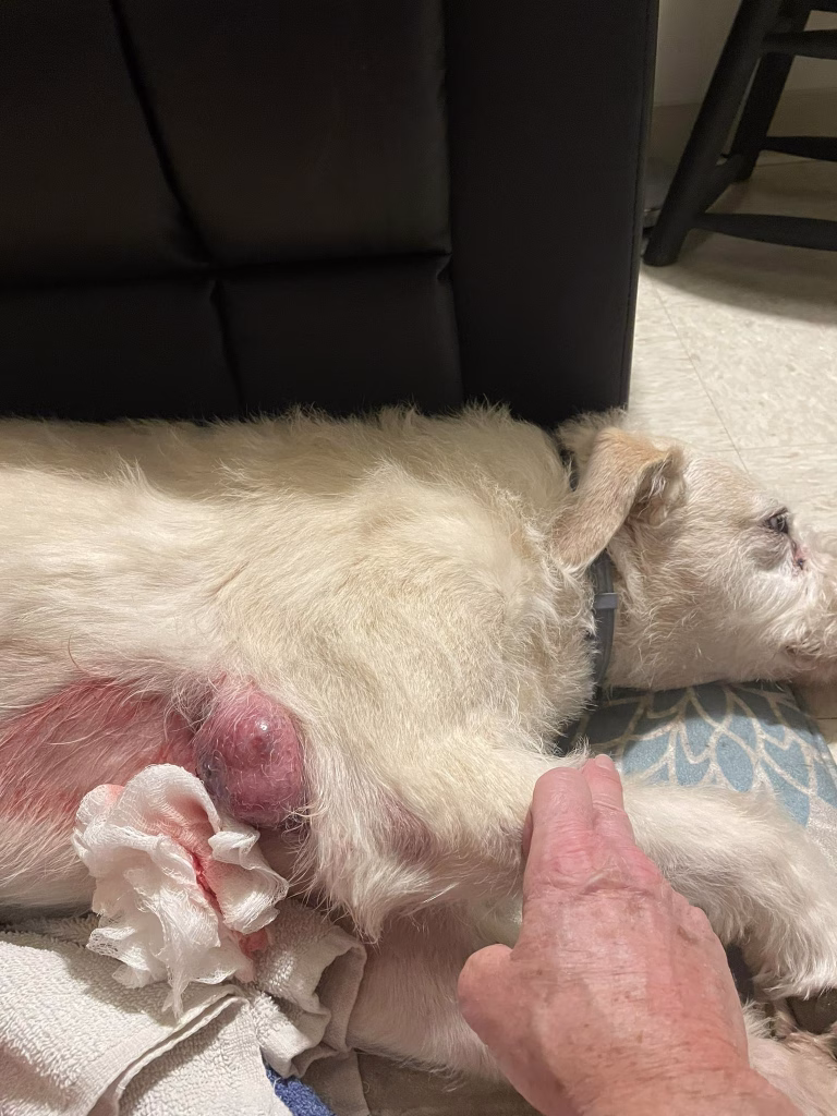 Joyvet – Cabinet Veterinar Sector 3