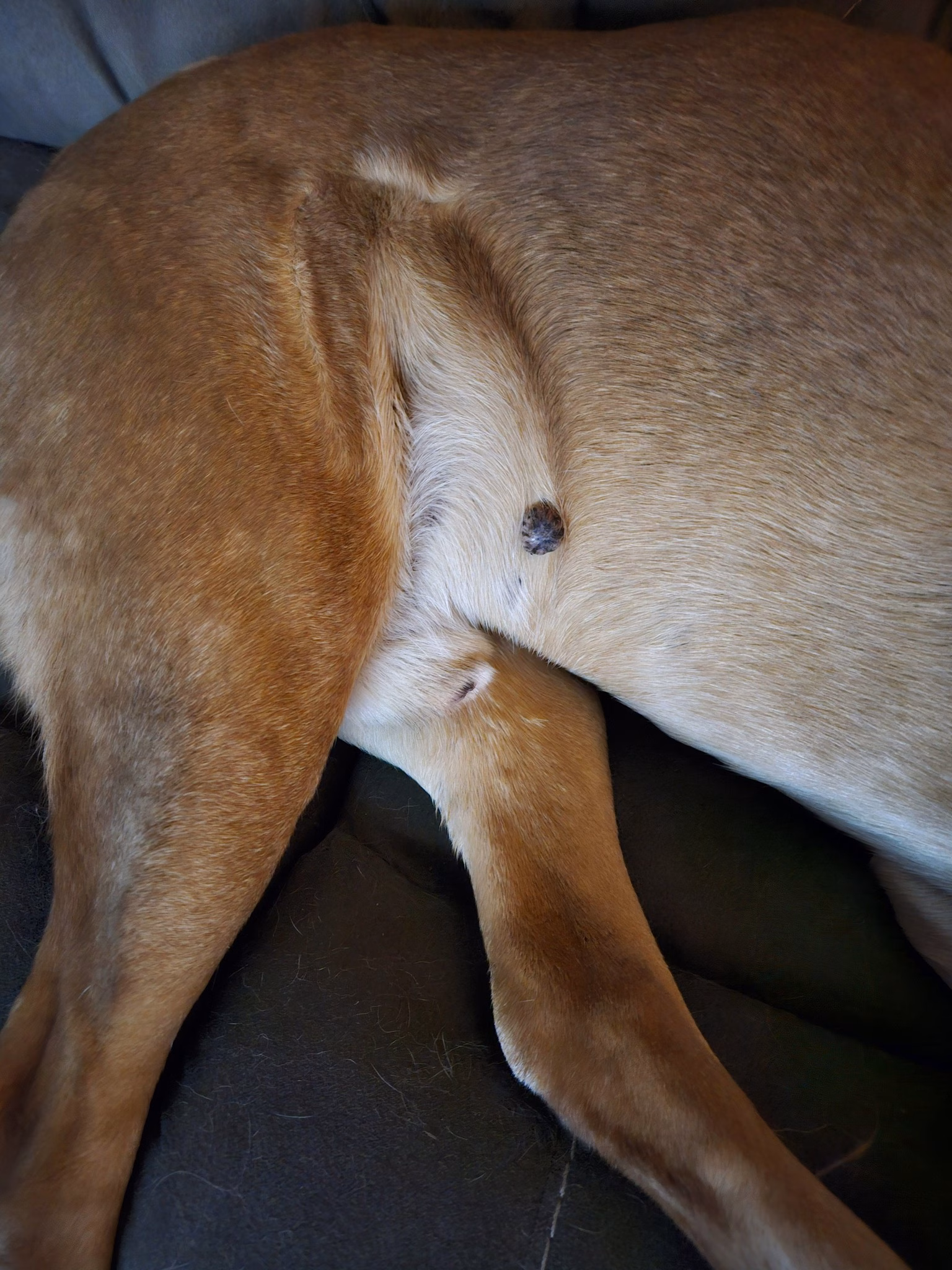 nodul umflatura caine