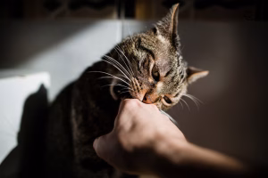 pisica musca cand o mangai