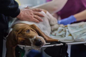 sirs sepsis la caine septicemie