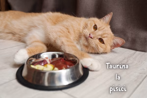 taurina la pisici