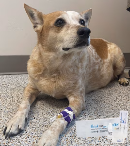 test grupa de sange la caini