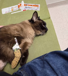 test grupa de sange la pisica