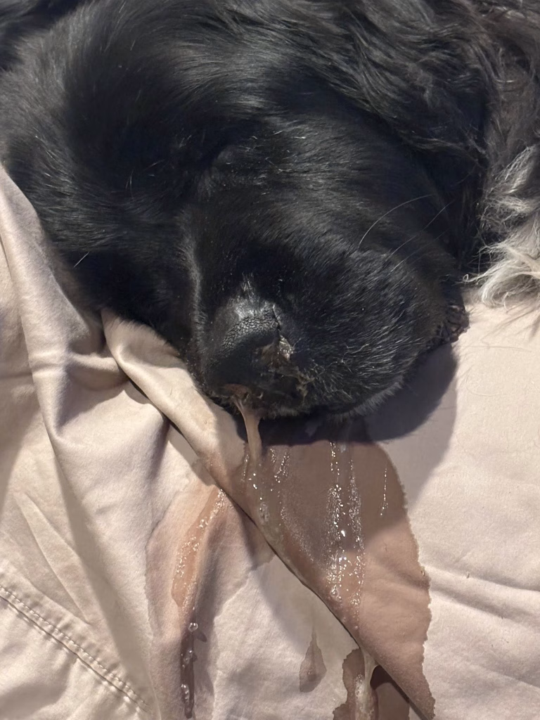 aspergiloza la caini