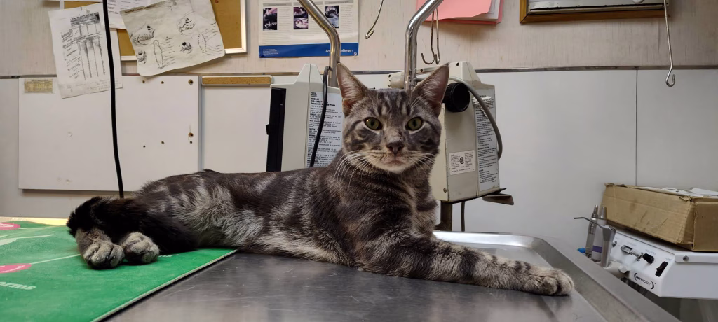 bartoneloza bartonela la pisici