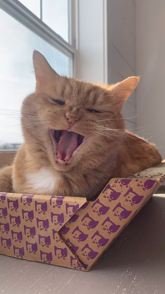 extratii full pisica