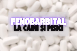 fenobarbital la caini si pisici