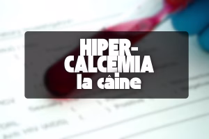 hipercalcemia la caine
