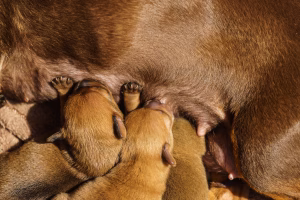 hipocalcemia la caine (alaptare catea)