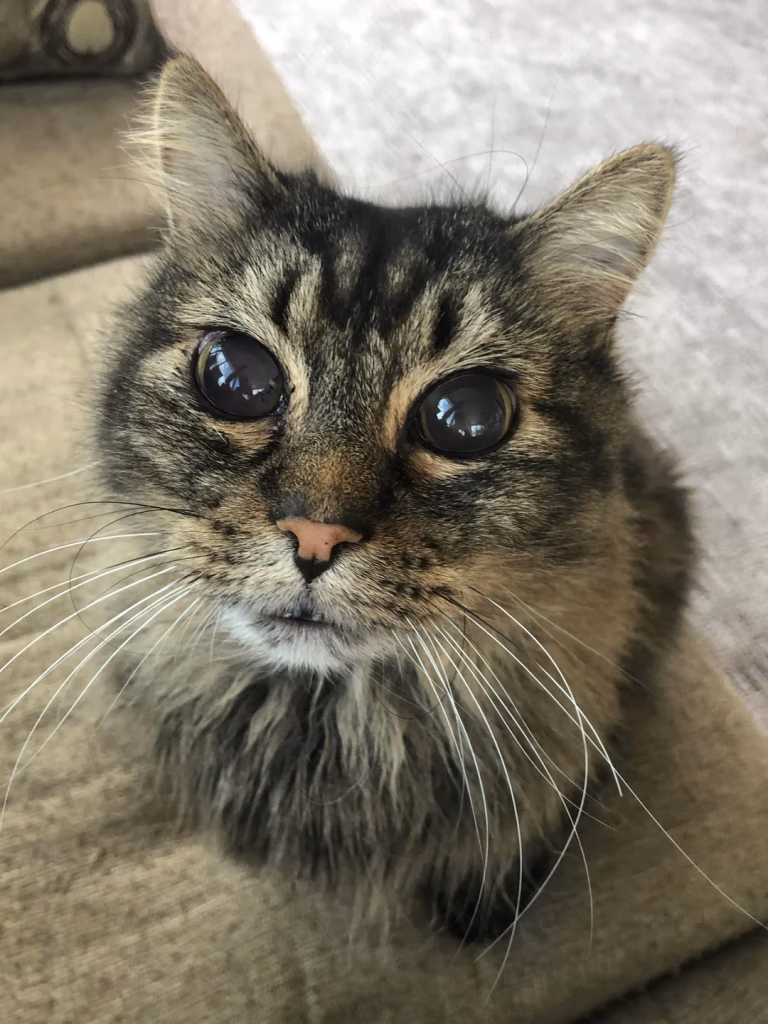 histoplasmoza la pisici