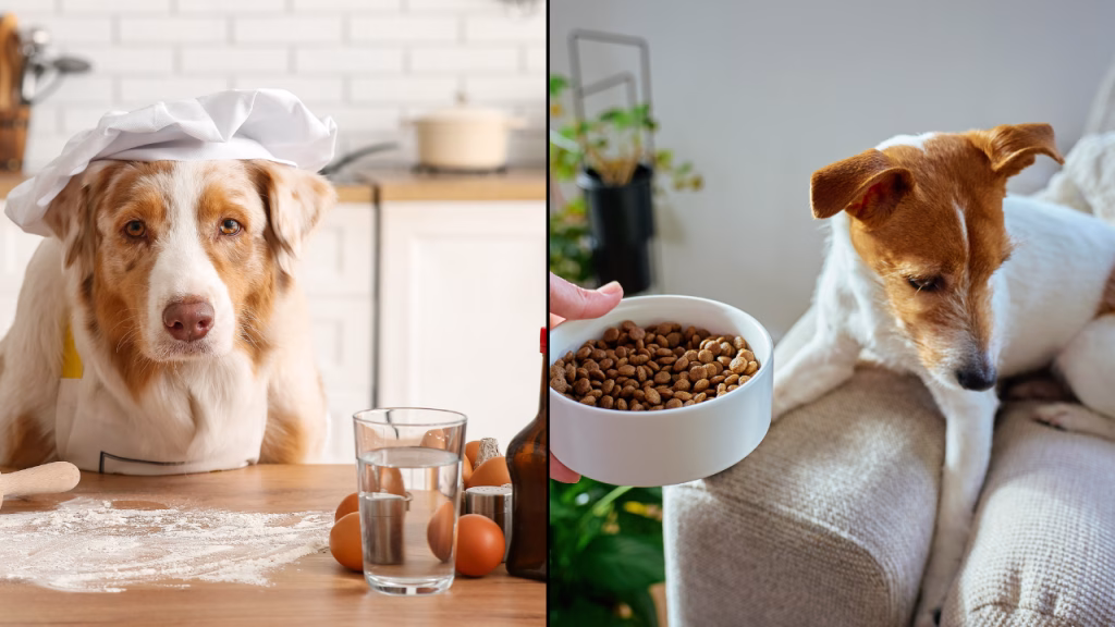 hrana gatita versus boabe la caini