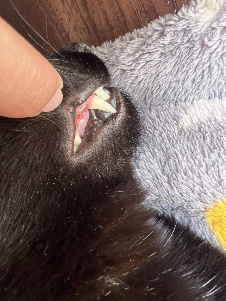 pisicii ii miroase gura