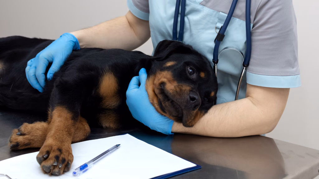 rottweiler bolnav boli