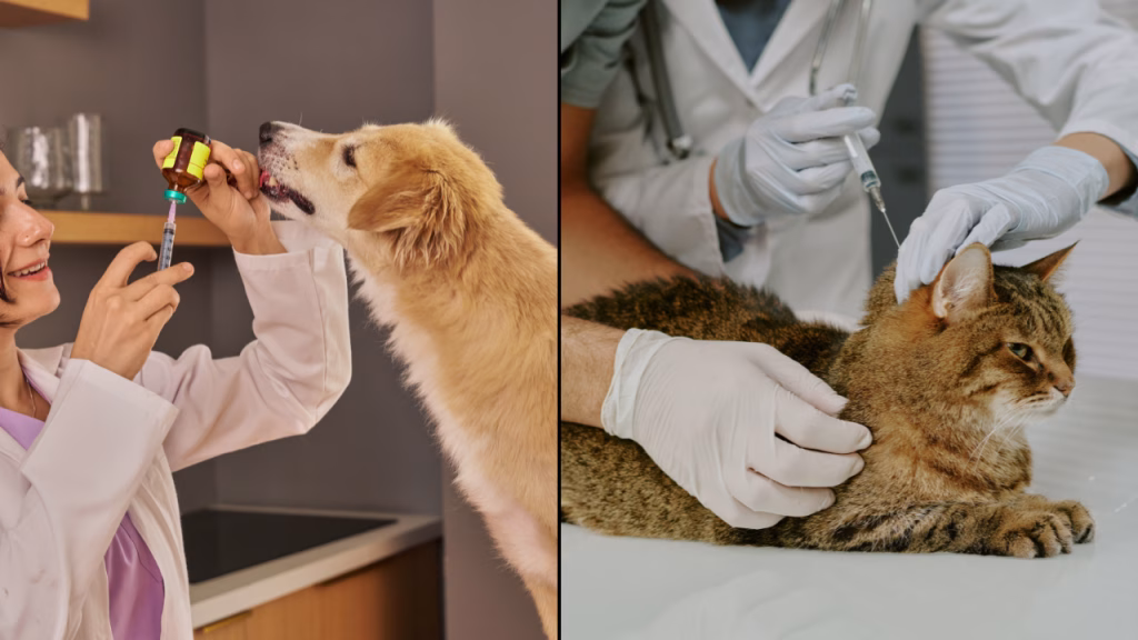 vaccinarea la caini si pisici mituri