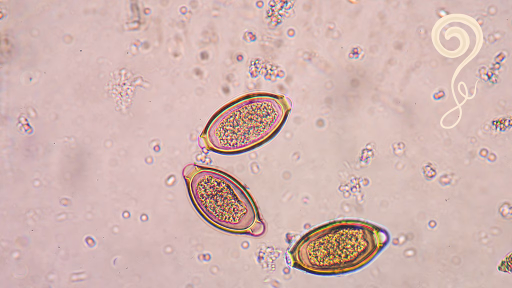 Trichuris paraziti la caini