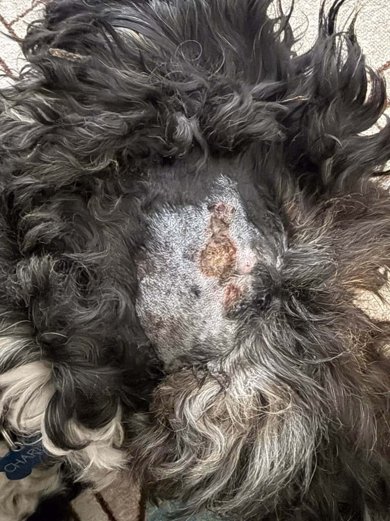 adenita sebacee caine