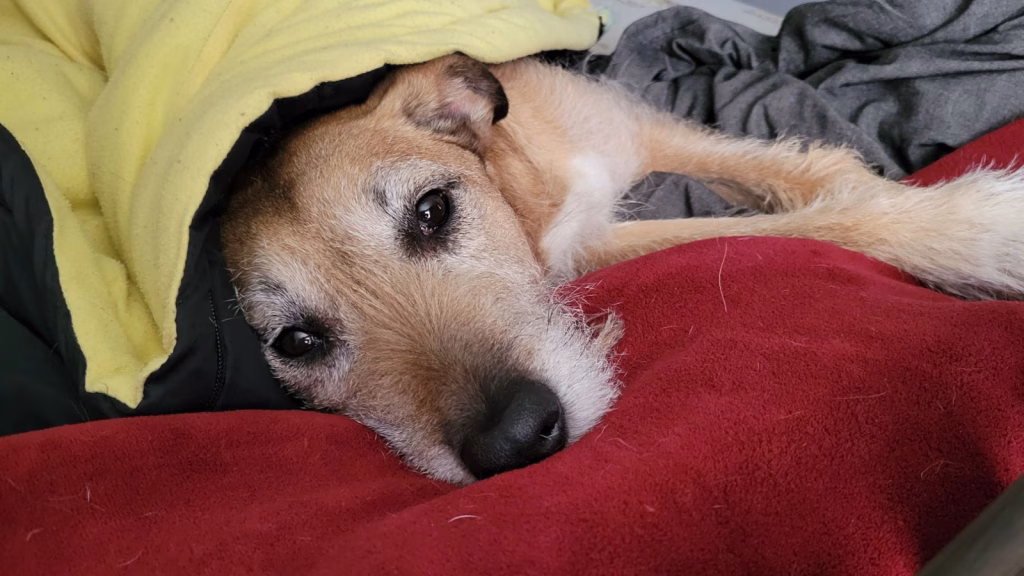 anchilostomi hookworm