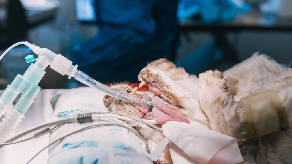 anestezia la caini si pisici