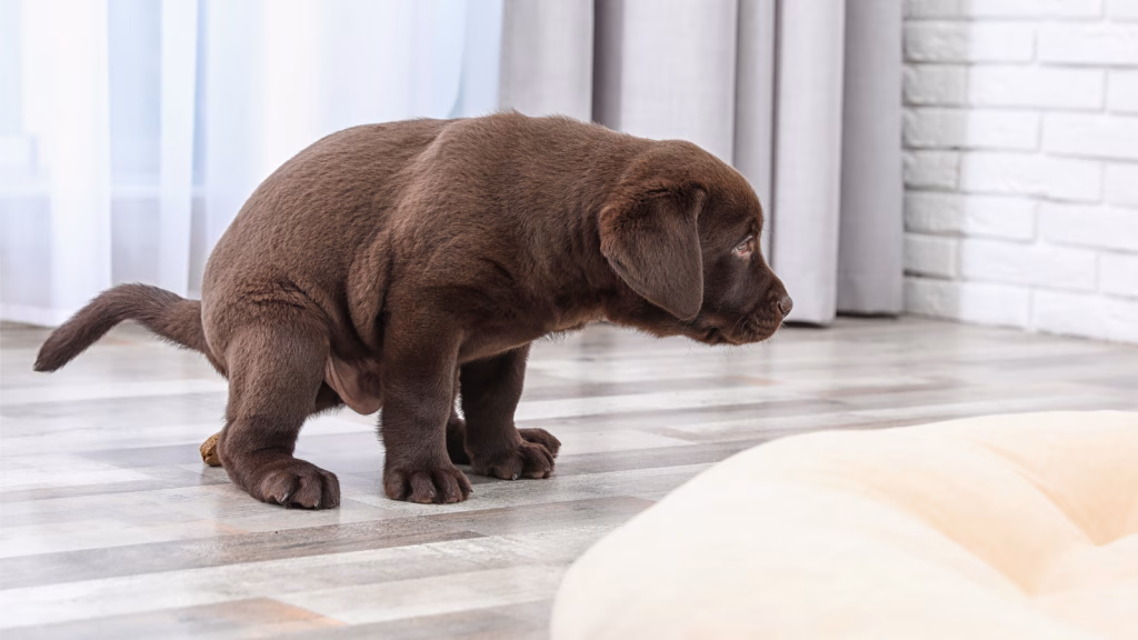 cainele urineaza face caca in casa