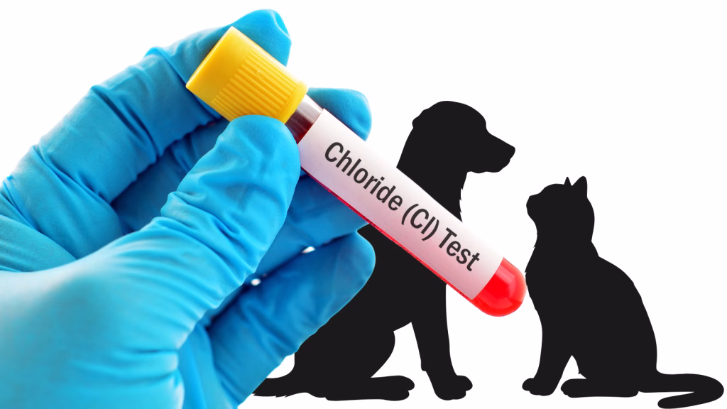 clor crescut la caine si pisica