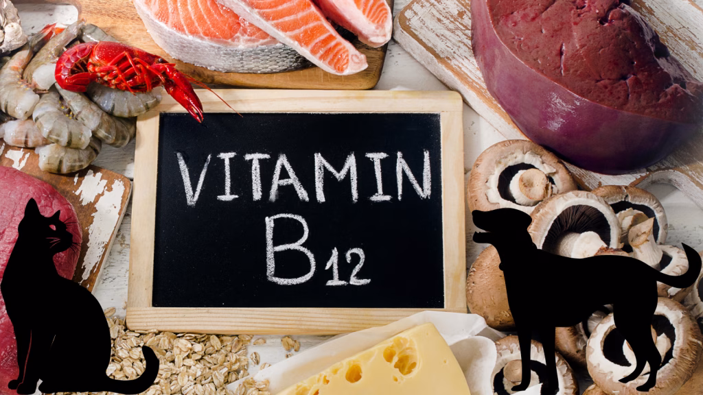 deficit b12 la caini si pisici